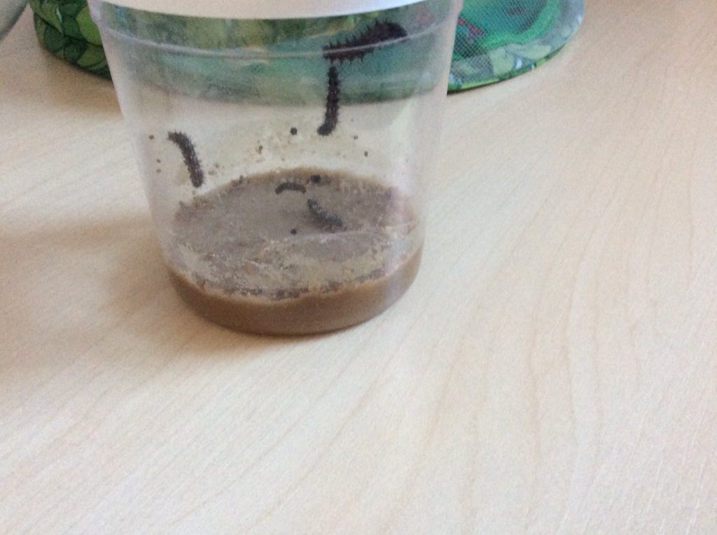 AnfieldRoadY5's tweet photo. Look at our caterpillars grow! Hurry up butterflies #lifecycles #Anfieldloveslearning https://t.co/kCJdYgaQec