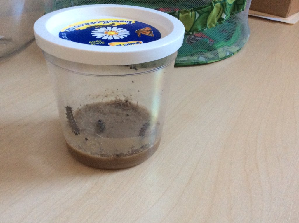 AnfieldRoadY5's tweet photo. Look at our caterpillars grow! Hurry up butterflies #lifecycles #Anfieldloveslearning https://t.co/kCJdYgaQec