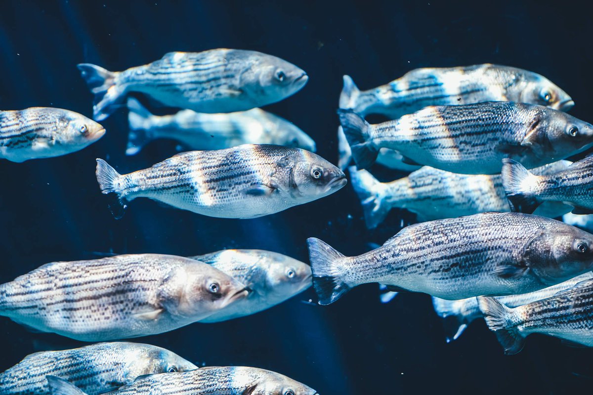 Scifabric's tweet photo. #PYBOSSA-powered platform @GlobalFishWatch tracks the world's commercial fishing vessels: https://t.co/tGVjm9V60M https://t.co/E7RUKc4jeP