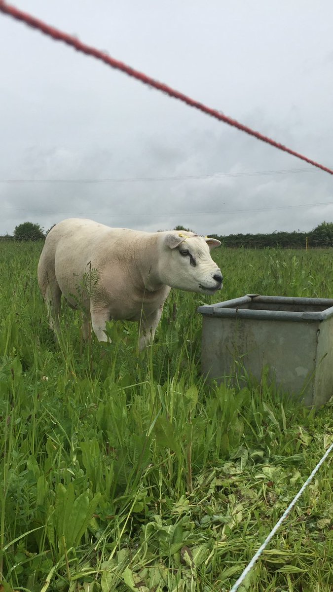 Sandstexels's tweet photo. Shearling tup by Strathbogie Untouchable out of our Tophill ewe loving the herbal ley at @CotswoldSeeds #texel #herbal #mobgrazing https://t.co/YcYvP1JAoV