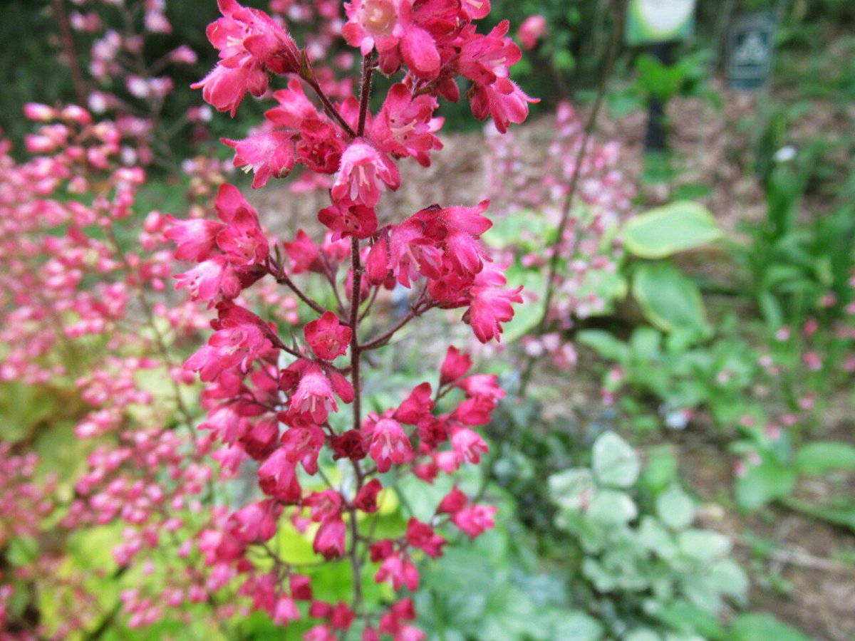 雑草図鑑 準備中 En Twitter 287 ヒューケラ ユキノシタ科 北米原産 別名ツボサンゴ 葉色が非常に多彩なカラーリーフプランツで 日陰に強く冬の寒さにも耐える 葉が主役だが 代表種のツボサンゴのように 花が目立つものもある 花 フラワー 春の花