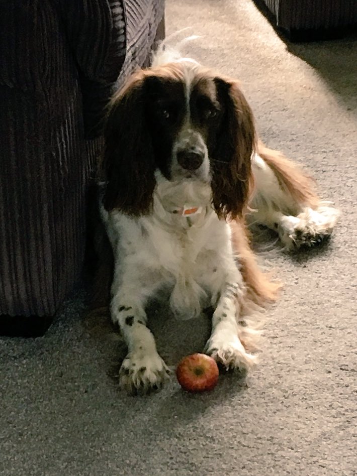 GruFairyfinder's tweet photo. No Gru that's not a ball! #hateapples https://t.co/mDxQMLax0a