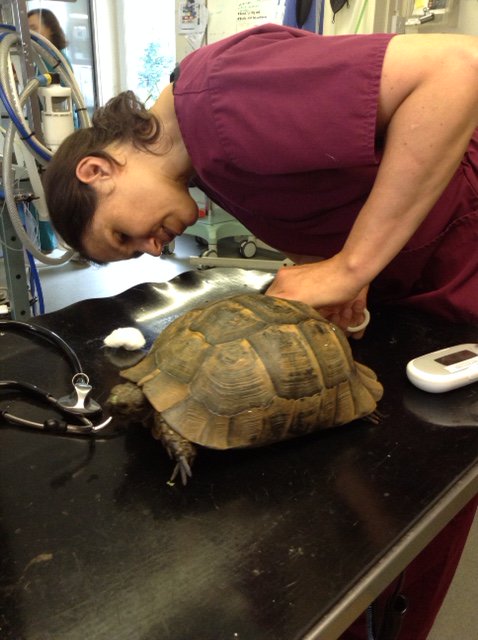 MoorCottage's tweet photo. Charlie the 40plus year old tortoise having a manicure and health check! https://t.co/Iaxk7OjI3s