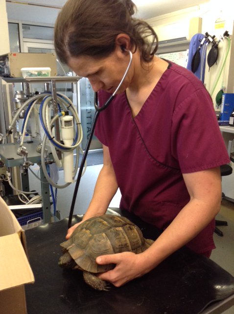 MoorCottage's tweet photo. Charlie the 40plus year old tortoise having a manicure and health check! https://t.co/Iaxk7OjI3s