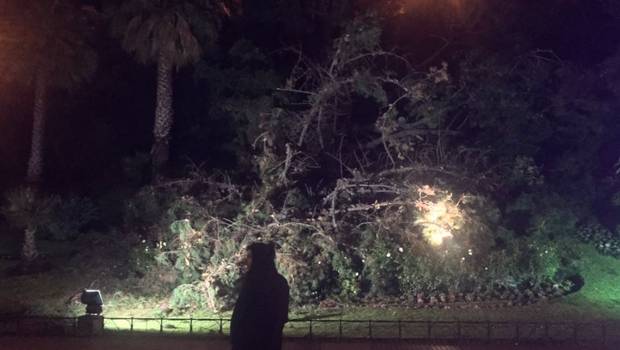 24HorasTVN's tweet photo. Árbol cae y destruye tradicional reloj de flores en Viña del Mar→ https://t.co/Vts2c9u8Nu https://t.co/ByfhFkV429