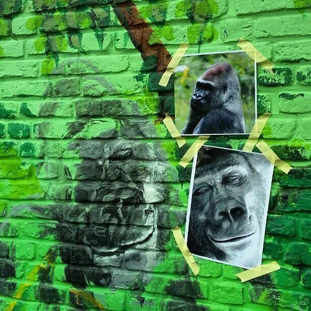 KuremaKigali's tweet photo. Work in progress ๐ฆ๐โจ #rwanda #gorilla #kuremakurebakwiga #paintthevillage #painting #workinprogress #wip #mural #ADCfactory #AbahiziDushyiโฆ https://t.co/xSraI2JaGe