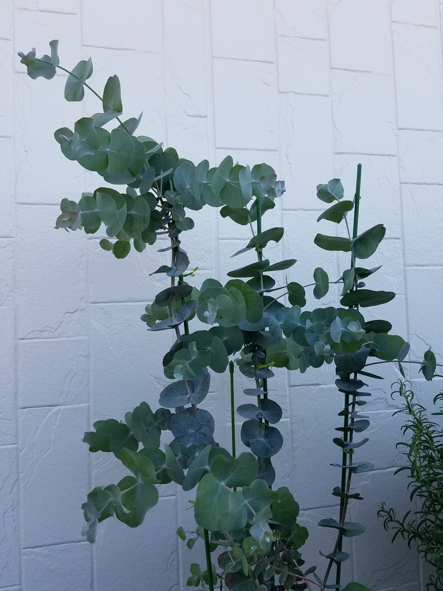 Etsuko בטוויטר 観察日記 ユーカリ銀世界 毎日水をあげながら どこが変化したんだろう と 支柱のてっぺんはもりもり成長中 下の方も小さいながら新芽がたくさん出てきた あとは中間あたりがもう少し充実するといいな 剪定は ユーカリの木全体をどの