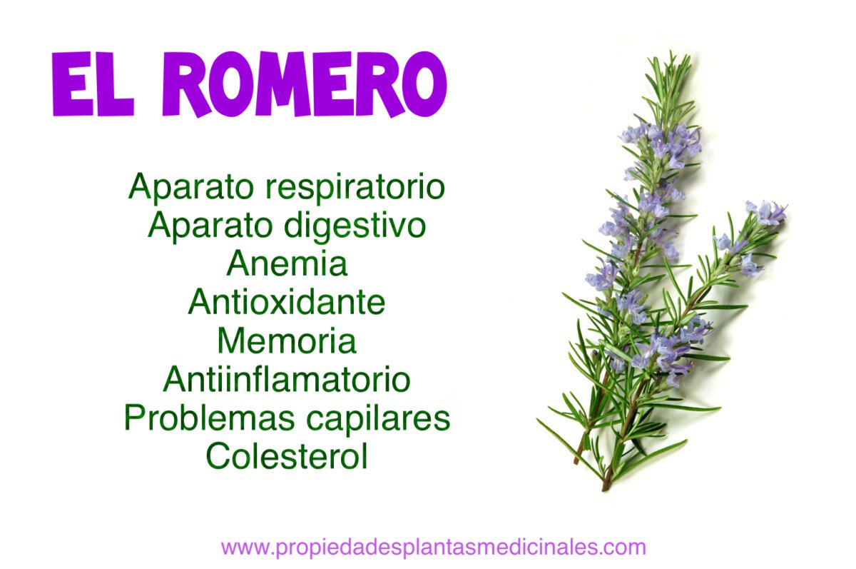 propiplantas's tweet photo. 🙋#anemia #pelo #plantasmedicinales #romero 
https://t.co/rPvyNgwi1K https://t.co/Fu1DBrBzBR