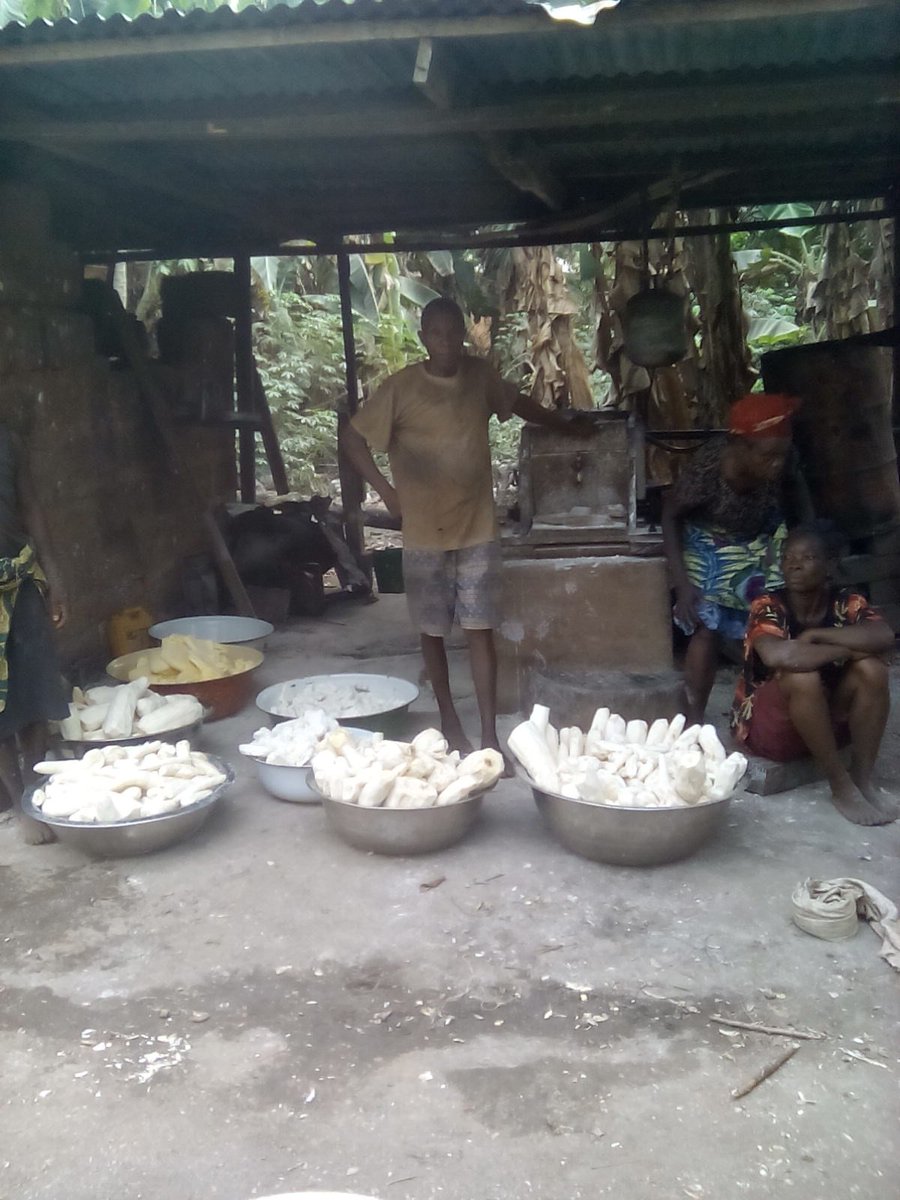 EdoAgriHub's tweet photo. 1. @EdoStateGovt With Data collected on cassava,it has changed the perception of our farmers. https://t.co/8Wllt1FAS0