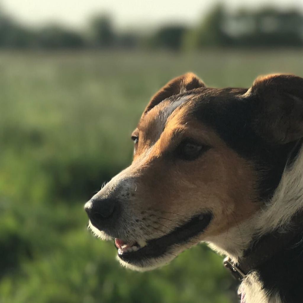 VincentFullerr's tweet photo. I know you all hate me for this 😂🐶 #dog #spam #ithinkitscool https://t.co/CUKa0FTHnC https://t.co/71Zw2jQ6AJ