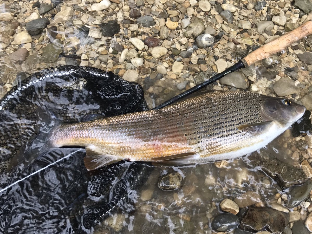 GoFisching's tweet image. #flyfishing #fvg #travel #FVGlive