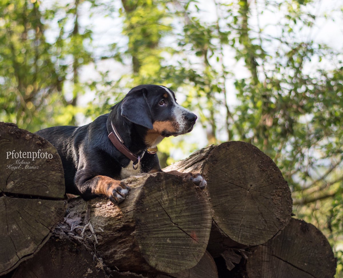 Pfotenpfoto's tweet photo. Carlo #fotoshooting #hunde #welpe #puppy #tiere #tierfotografin #pfotenpfoto #hattingen #nrw #ruhrgebiet #hundefotografin #hundeliebe https://t.co/ZPy82SecWv