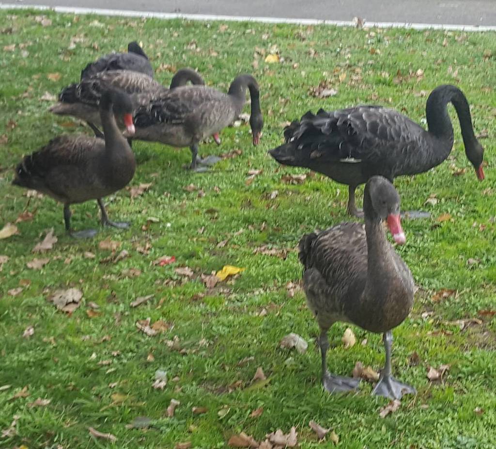 abunchofkittens's tweet photo. Swan family at #lakewendouree #Ballarat #visitballarat #seenonmyrun #operationmove #opmove #learntorun https://t.co/VJTC6D3qwp https://t.co/3yoHMxz3Po