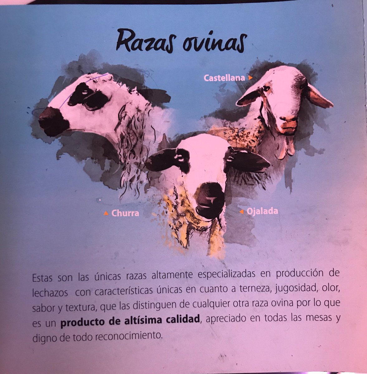 vayalechazo's tweet photo. #razascastillayleon https://t.co/wCNBfO5nmC
