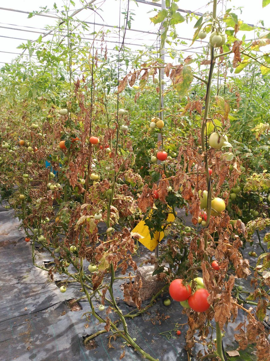 SemillasFito's tweet photo. ¡Atención! Presencia de #vasates en el cultivo de #tomate bajo abrigo https://t.co/ZlhYmGosS6 por @RAIF_noticias https://t.co/9KL8IDolmu