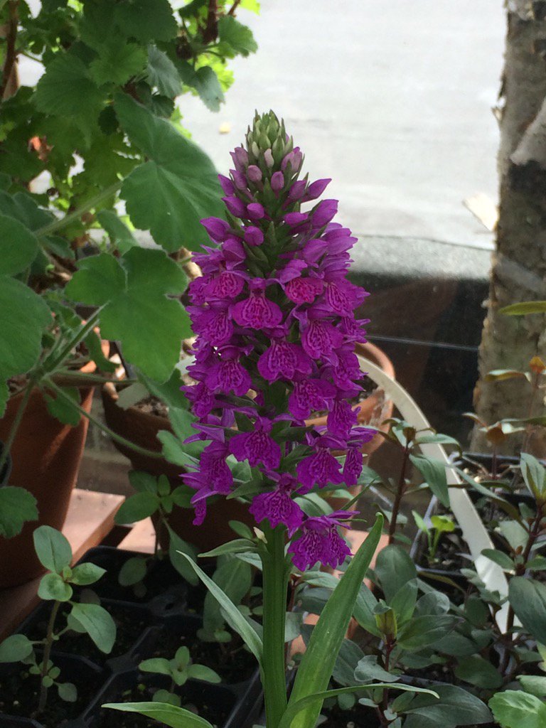 JoGrows's tweet photo. So pleased my #hardyorchid bought from #Chelseaflowershow 2016 sell off has survived 😊 https://t.co/xz6DpWnRod