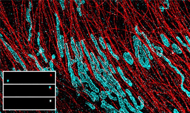 NatureProtocols's tweet image. #FreeAccessProtocol this week-expand versatility of #superresmicroscopy with #DNAPAINT go.nature.com/2pZagxe, @maxplanckpress@LMU_Muenchen