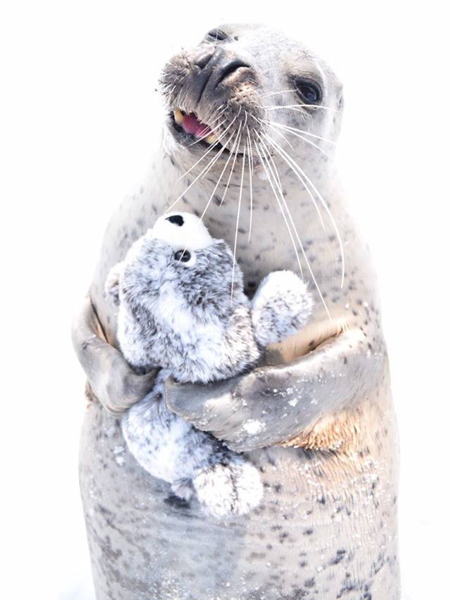 동생이 생겨 기쁜 물개