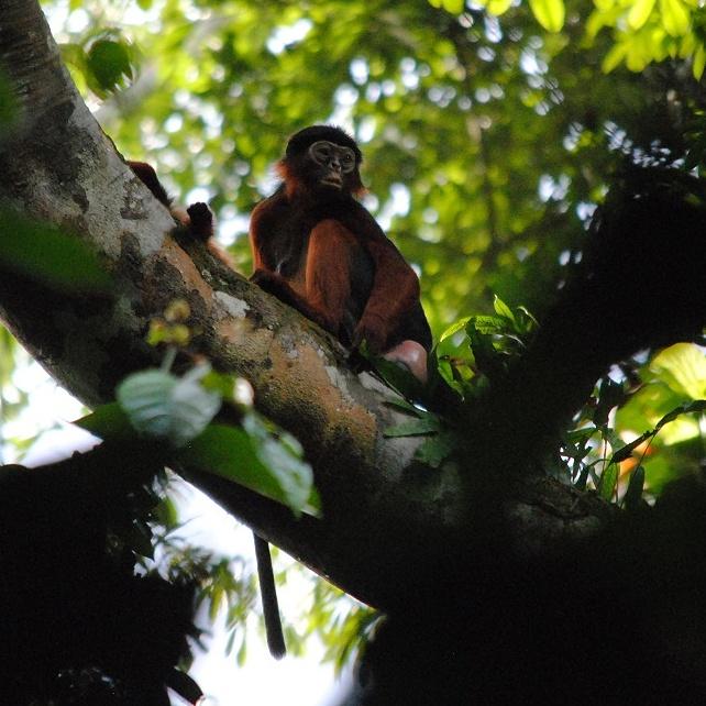 Diana_monkey's tweet photo. Red colobus female with an infant *and* am impressive sexual swelling. #fieldworkfaceoff https://t.co/O2BPwv97wS