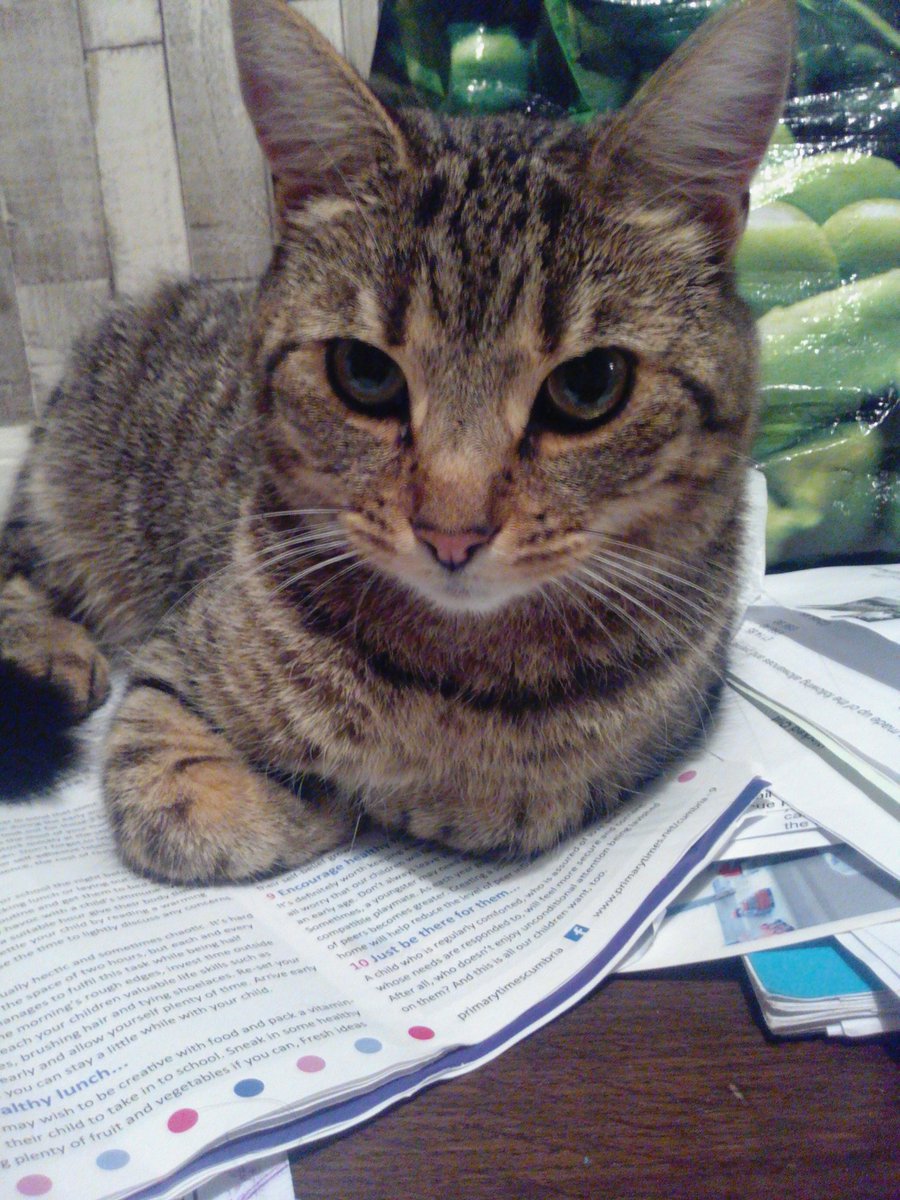 emzyco11's tweet photo. My beautiful cat I will miss your meow I'll miss your stripes I'll miss your head hugs late @ night Hope heaven is a purrr #mybeauty #daisy https://t.co/UCdC6sjkXh