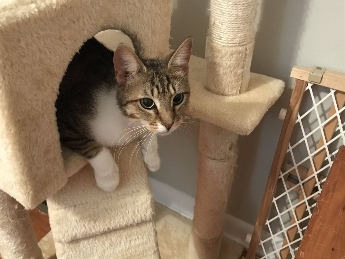 Oh hi!
#tabby #hansel #catsofTwitter