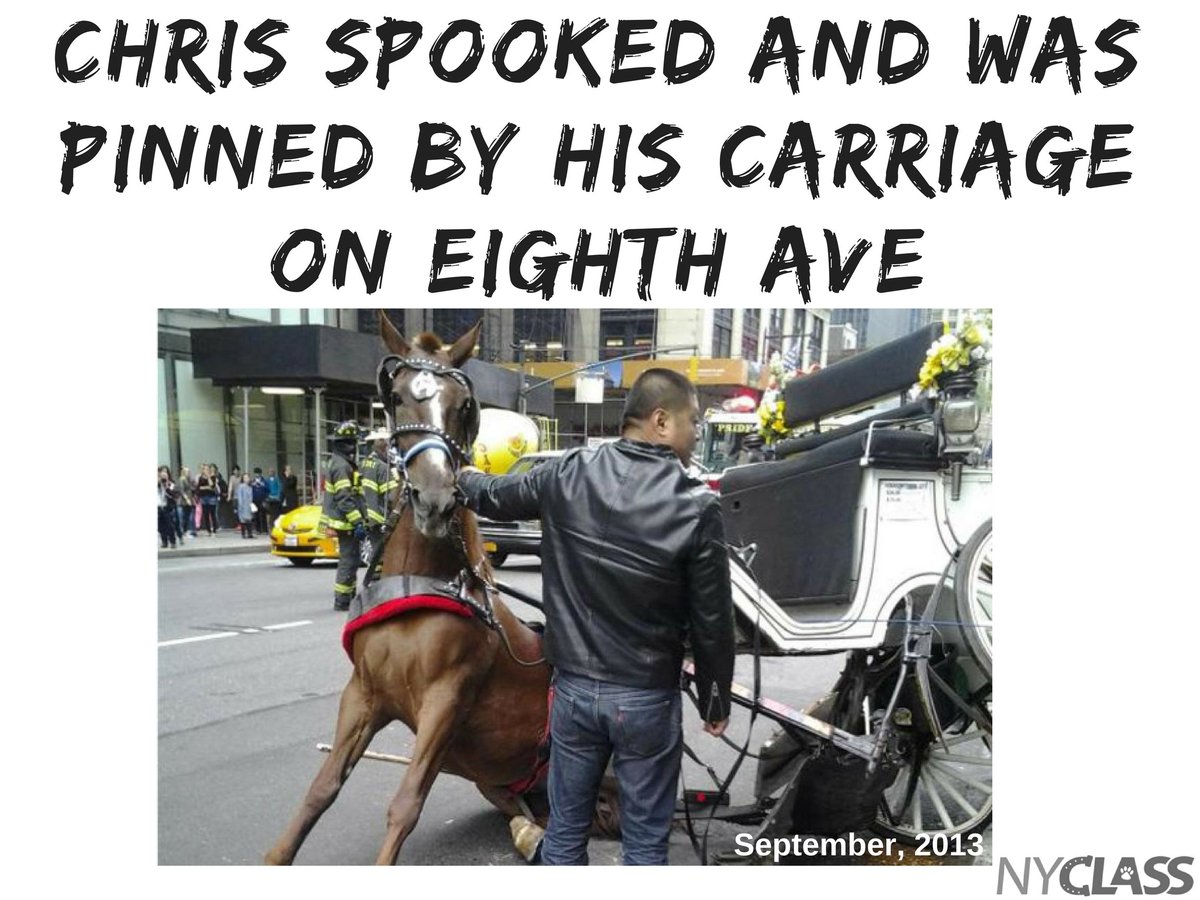 nyclass's tweet photo. Did you know...#RT #BANHORSECARRIAGES #emptythecarriages #animalrights #tourism #centralpark #iloveNY #ilovenyc #NYCgo https://t.co/xRcsC0Gnx8