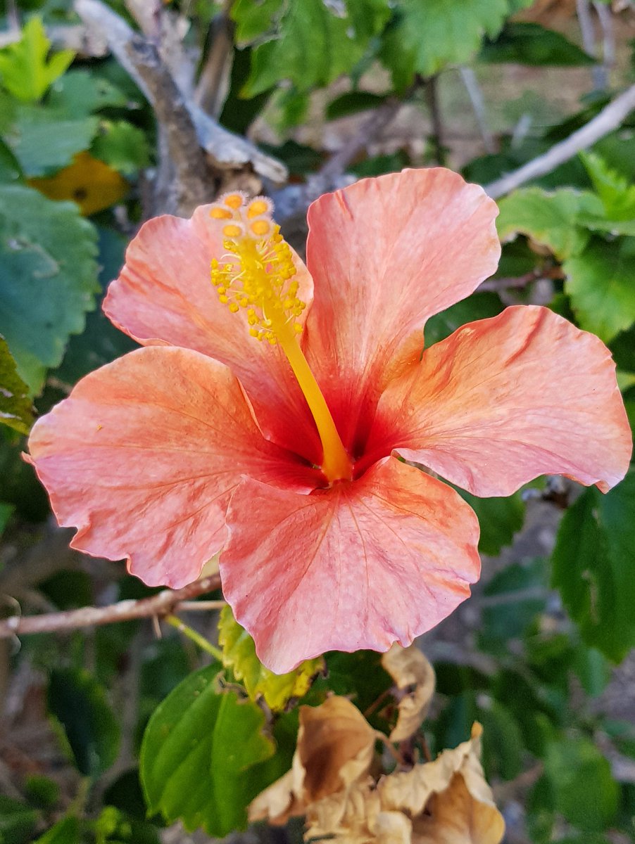 LesleyAtterwill's tweet photo. How about this gorgeous coloured hibiscus? #FridayFlowerDay π https://t.co/gYD25bBtAW
