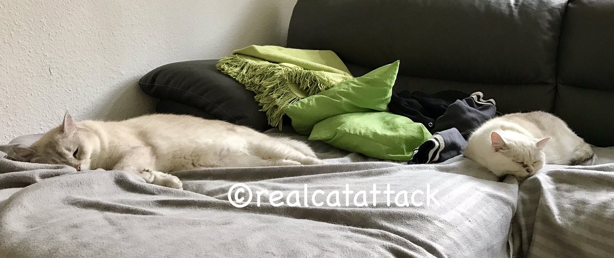 Double #JellyBellyFriday #FridayFeeling have a great weekend #CatsOfTwitter #rainyday #catlife #naptime