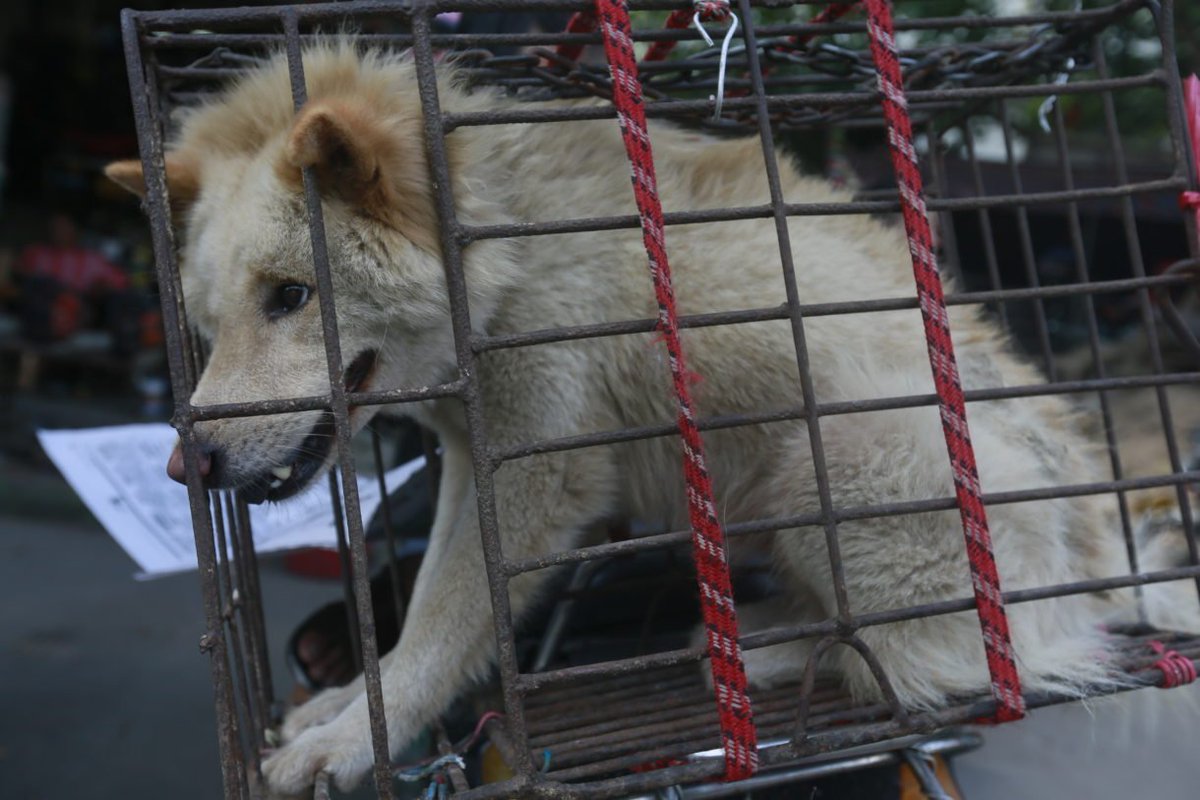 waynepacelle's tweet photo. Breaking news: Dog meat sales at China’s #YulinDogMeatFestival likely banned for 2017 https://t.co/iRWMzFep15 https://t.co/qgLGFXplaa