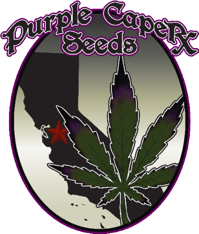 _HIGHSMEN_'s tweet photo. https://t.co/NLp6EWbSk0 Exclusive strains @PurpleCaper 
Mix N Match | Any 10 Seeds $100 | FREE SHIPPING!! https://t.co/LzMjVvKW81