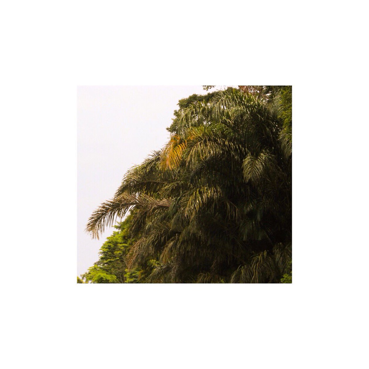 LevesqueBrandon's tweet photo. Jungle fever. #intothejungle https://t.co/mu7NiObh0r