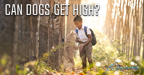 Our store offers 20mg #THC treats for #dogs called Snoop-Ease made by #Medibles. Great for getting your work done! ow.ly/g0Tp30aQzpx