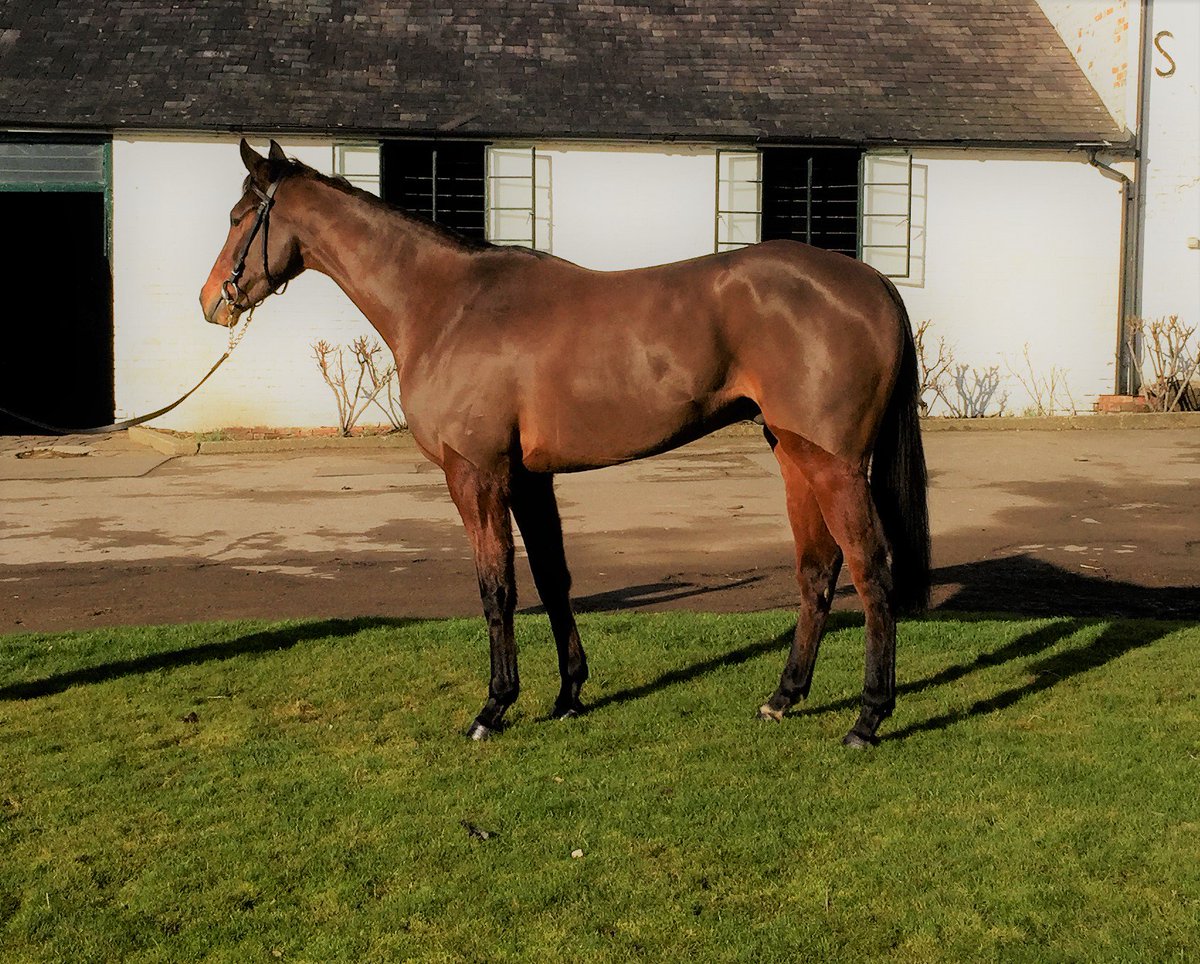 SHARES AVAILABLE
Exciting oppurtunity to get involved in a 2013 son of Goldwell. Please get in touch for more info! youtube.com/watch?v=pj0Ydo…