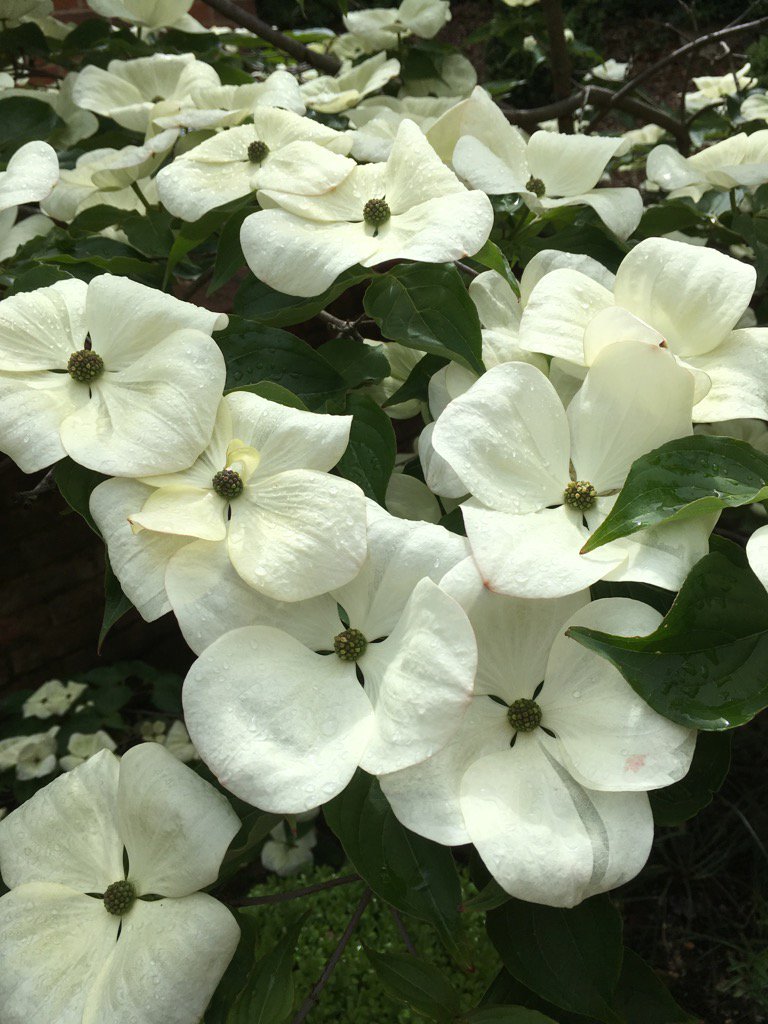 RichardQVC's tweet photo. Cornus Venus in full bloom in my garden, a fabulous small tree I first saw then bought at Chelsea 7 years ago https://t.co/ErDPI4BVBP