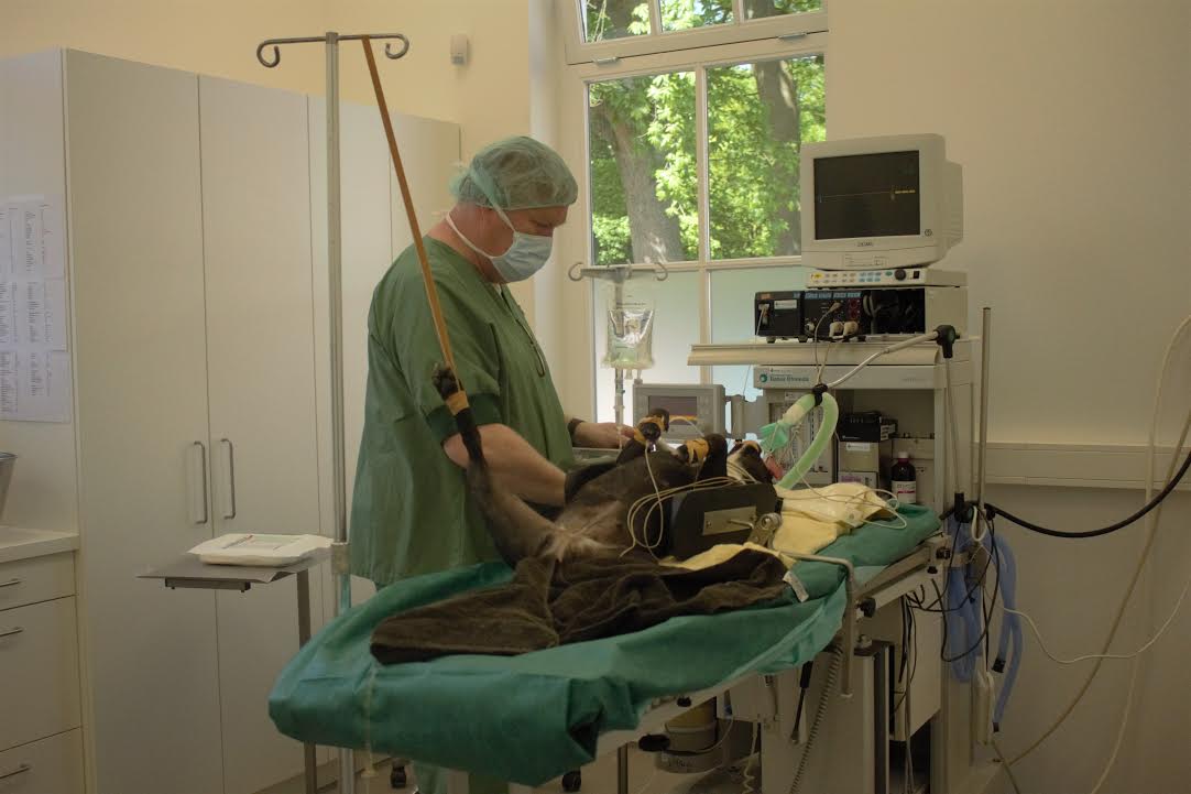 Kliniek van Veterinaire Specialisten opent deuren vught.nieuws.nl/nieuws/4541/kl…