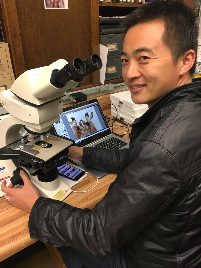 ANSPEntomology's tweet photo. #todayonthetable 
Meet Qifei, a visiting scholar from China. He studies crane flies. Here he examines one up close with a microscope.#flyday https://t.co/EJNm8Fmm59
