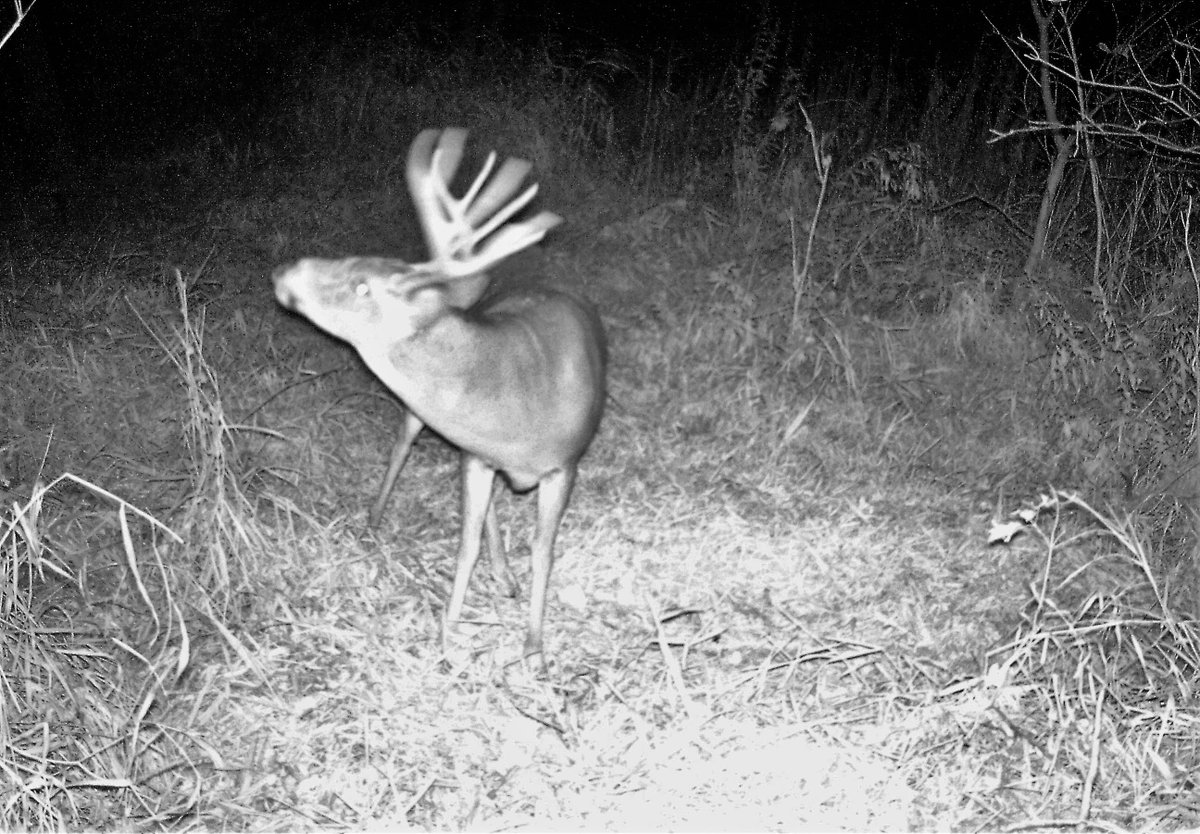 BoneView Official tweet media