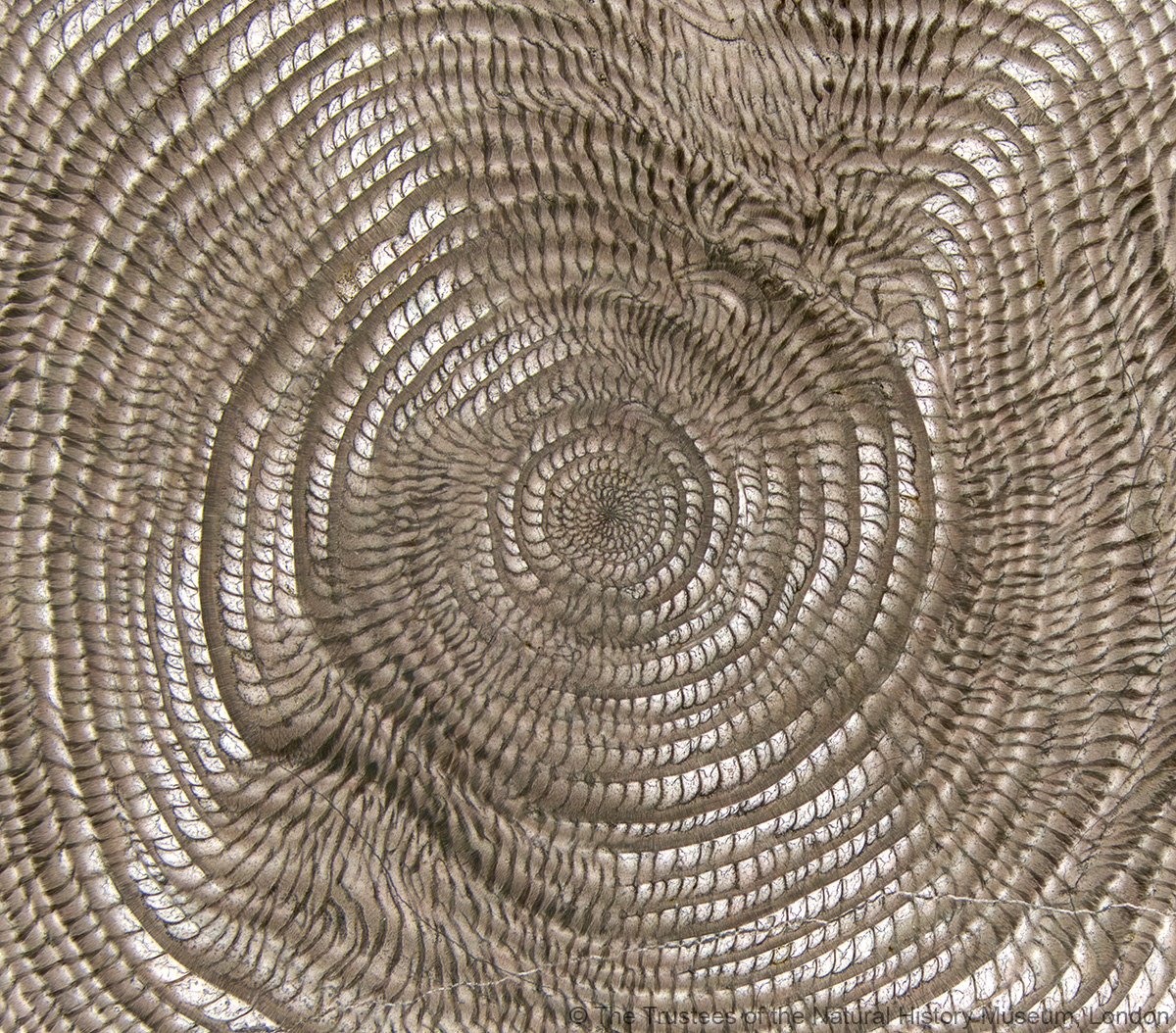 NHM_London's tweet photo. Nummulites gizehensis for #FossilFriday: help digitise small fossils like this one via #MiniatureFossilsMagnified: https://t.co/UnL3IChy9y https://t.co/DZanTecV0E