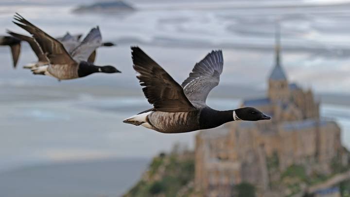 soniacolpo's tweet photo. @RossiGianFranco @MDatzberger @MagdaMeghy @nieuwemarlean @luisavannucchi @dalilabencomo @clautenacity @Ecaterina_02 🌿🌺🌿🌺🌿🌺🌿🌺🌿🌺🌿
#MontSaintMichel #France🇫🇷#goosemigration https://t.co/9Q5rlhVMWQ