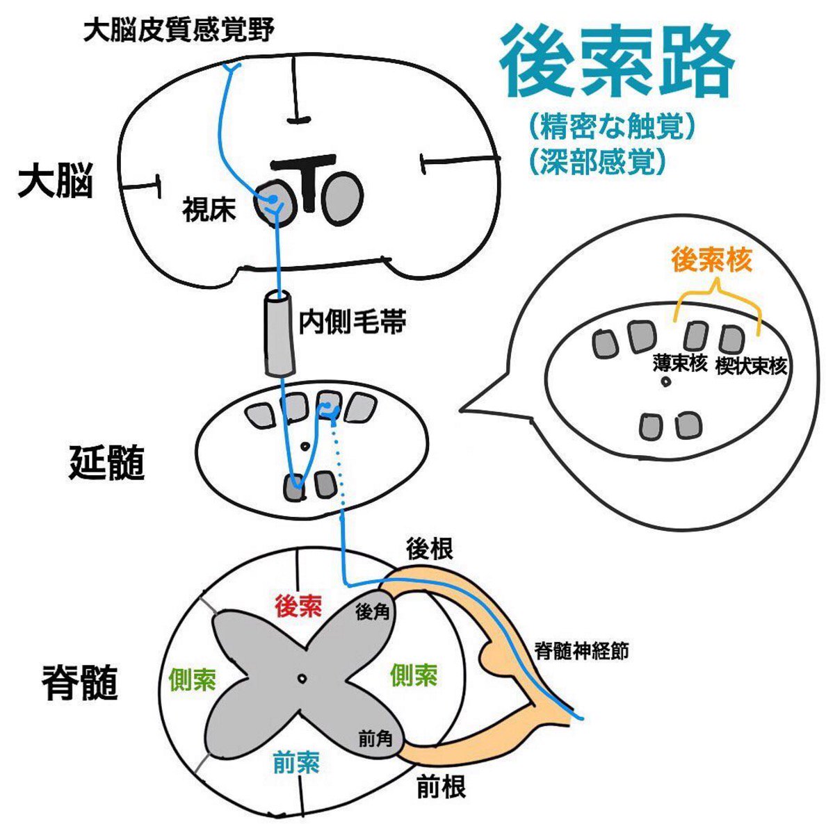 ゴロ 解剖生理イラスト On Twitter 後索路の試験に出るポイント 後根から脊髄に入った後 同側の後索を上行する 延髄の後索核で2次ニューロンに交代する 上肢は 楔状束核 下肢は 薄束核を通る 反対側に交叉した後 内側毛帯を通る 視床で3次