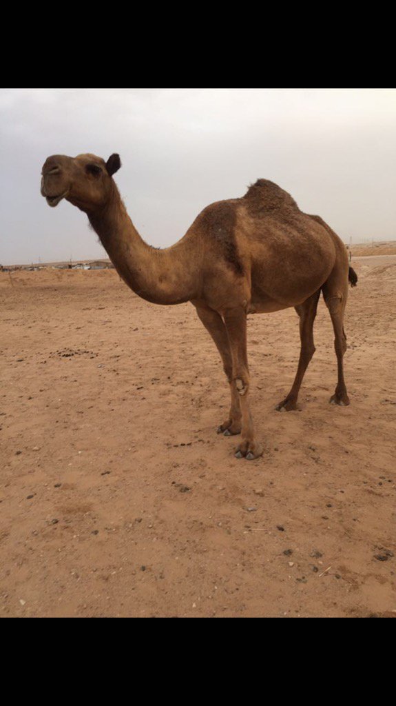 للبيع لقحه صفرا للتواصل 0501488601