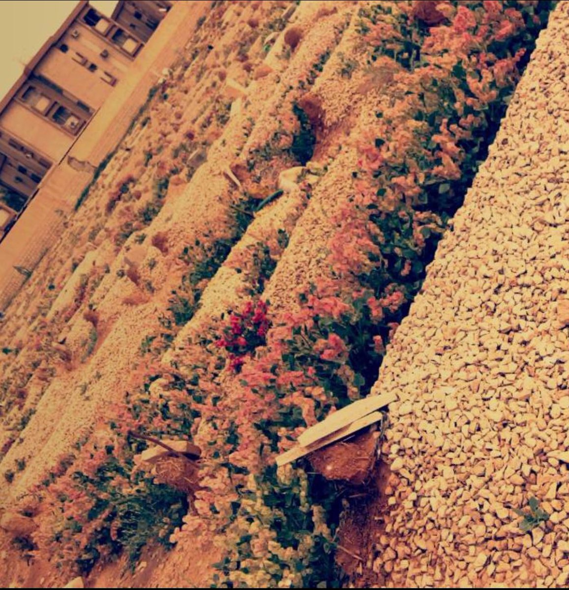 أبــرار أحمــد ☆ tweet media