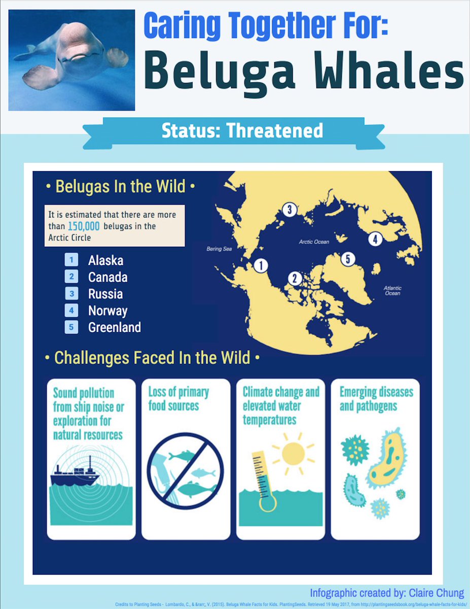 ClaireChung5's tweet photo. #beluga #whales are on the verge of being classified as endangered. #conservation #KASeaPolar #SpeciesAtRisk #noaa @ms_marcum https://t.co/dOqI4gVVAR