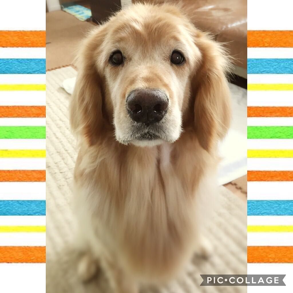 تويتر Alcひょっとこ على تويتر お客様わんこ シャンプーコース 元保護犬のシニア犬 闘病中で頑張ってるよ タレ目がたまらん 出張トリミング Dog Cute かわいいシニア犬 大型犬 ゴールデンレトリーバー ゴールデン 大型犬のい T Co تويتر Alcひょっとこ على تويتر お客様わんこ シャンプーコース 元保護犬のシニア犬 闘病中で頑張ってるよ タレ目がたまらん 出張トリミング Dog Cute かわいいシニア犬 大型犬 ゴールデンレトリーバー ゴールデン 大型犬のい T Co