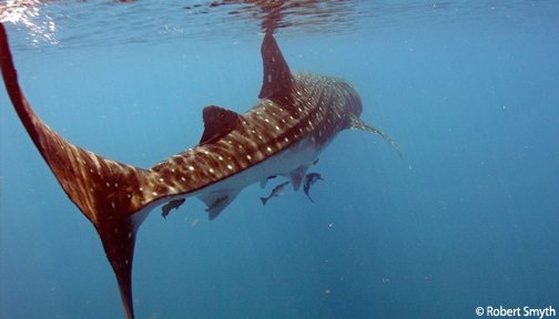 I'm the biggest fish in the world &amp; can grow up to 40 feet long &amp; weigh up to 20,000 pounds. #endangeredspeciesday ow.ly/oBfF30bQzCO