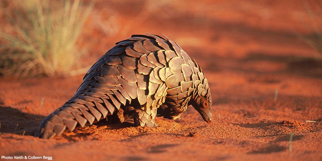 CITES's tweet photo. It's #EndangeredSpeciesDay today! With our collective efforts, we're on right track to #EndWildlifeTrafficking, but more needs to be done! https://t.co/OF7qSAiLoV