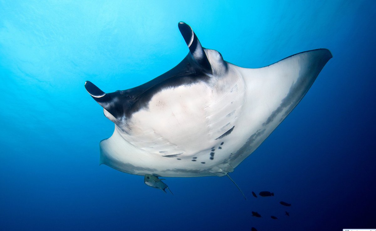 It's #EndangeredSpeciesDay today! With our collective efforts, we're on right track to #EndWildlifeTrafficking, but more needs to be done!