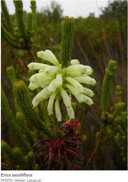 TheFynbosTrail's tweet photo. #FynbosFact Erica sessiliflora (green heath)has distinctive yellowish-green tubular flowers. which form reddish, hard heads of fruit. https://t.co/dj4YgQg6Gk