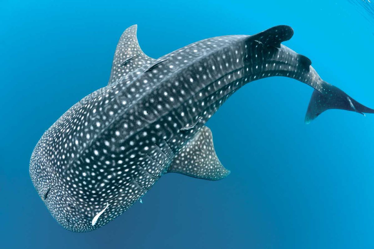 sportdiver's tweet photo. 10 fascinating facts about the whale shark -----> https://t.co/kZ5z7JC0vj #EndangeredSpeciesDay https://t.co/WO3MoHmdpH