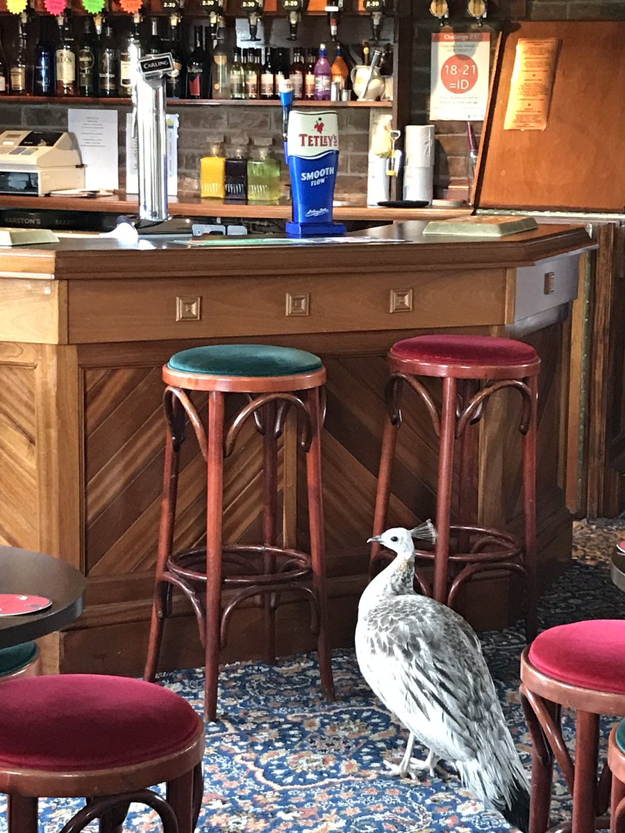 orchardparkuk's tweet photo. Found its way to the bar #greatholiday #ingoldmells #skegness #OrchardPark #wallslane #caravansite https://t.co/FVBTl3mVqb